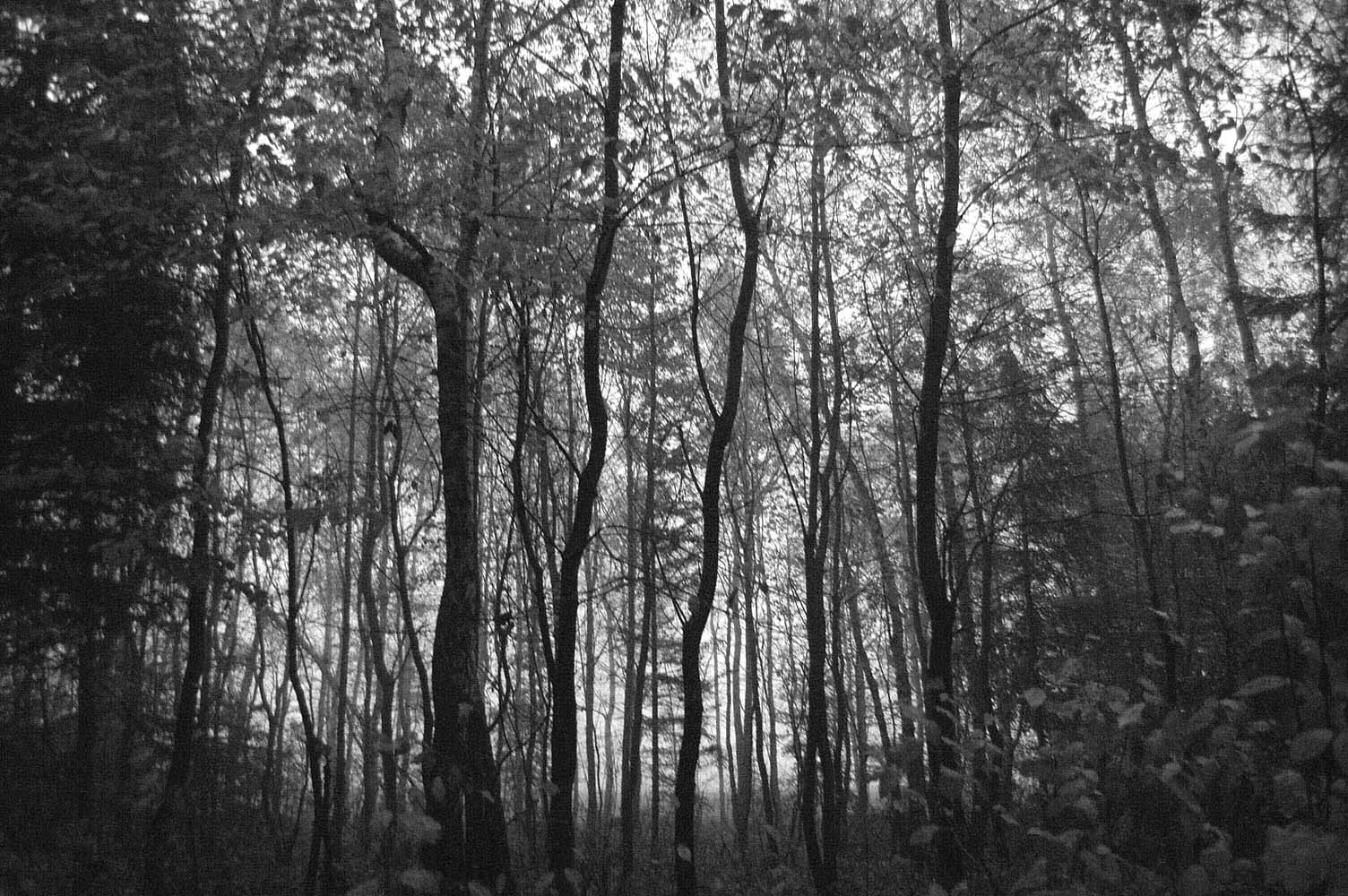 Vladimr Janek - Krajina / Landscape